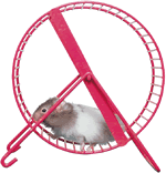 image: a hamster runs on its wheel