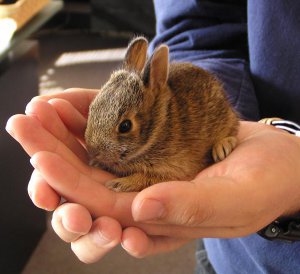 tiny bunny