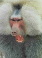 photo: Howling Baboon